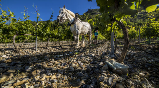 Travail de la vigne au cheval Pompon Domaine Allemand 2020 - ©Pat.Domeyne