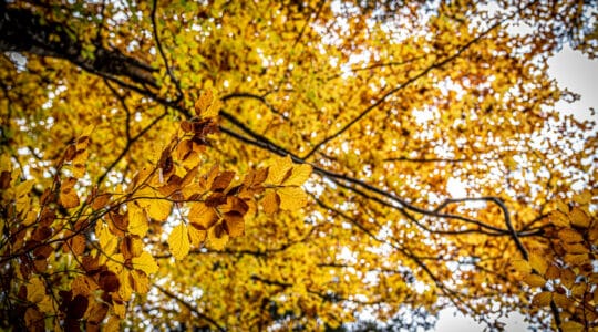La forêt de Boscodon en automne Cédric TEMPER